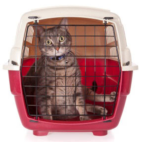de cómo transportar a un gato en viaje de distancia