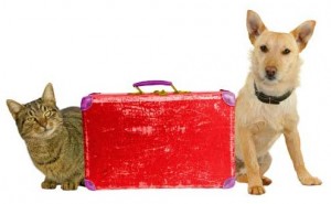 Infórmate de las condiciones de viaje de mascotas de tu compañía aérea o tren | Foto: edreams