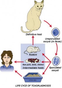 Contagio imposible de toxoplasmosis entre gatos y embarazadas | Foto: terapiafelina.com