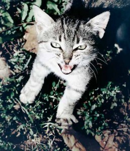 Los maullidos de gato a gato son más intensos que los que van dirigidos a los humanos | Foto: marinstefan.deviantart.com