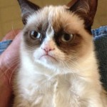 Grumpy Cat tiene una malformación que le hace parecer enfadada todo el tiempo