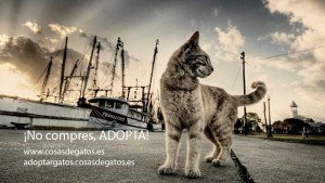 Adoptar a un gato, razones y cómo hacerlo 