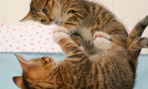 Puedes ayudar a tu gato mirándote con él frente al espejo, para que pueda comprender más o menos qué ocurre | Foto: hoschie.deviantart.com