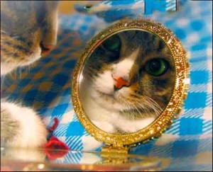 El gato puede reconocerse en el espejo, pero no del mismo modo que nosotros | Foto: french-mermaid.deviantart.com