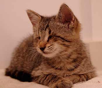 Kent Sillón Espera un minuto Gatos famosos en internet: Oskar, el gato ciego | Cosas de Gatos