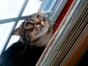 Sigue estos consejos para evitar que tu gato pase miedo con los petardos | Foto: axel713.deviantart.com