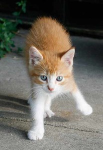 No dejes que tu gato salga en San Juan o fin de año, los petardos podrían hacerle daño o que él saliera corriendo | Foto: rebelfire.deviantart.com