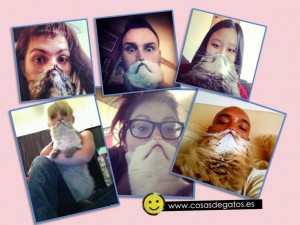 Las fotos más divertidas del gato barba