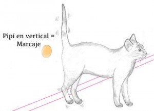El gato que orina por marcaje lo hace de manera vertical