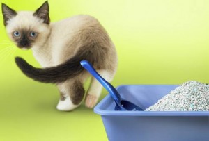 The cat may reject your litter tray or sand own