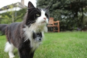 Los gatos disponían de micro cámaras, GPS y sensores de movimiento en el collar | Foto: BBC