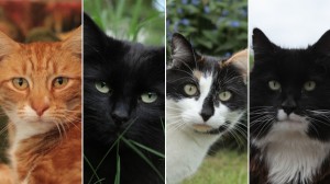 La vida secreta del gato - The Secret Life of the Cat. De la BBC