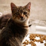 Los piensos de gama alta son mejores para la nutrición del gato, y no más caros | Foto: fullofsecrets.deviantart.com/