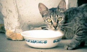 El pienso holístico o de gama alta está más preparado para la óptima alimentación de los gatos | Foto: justineaton.deviantart.com