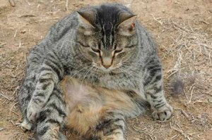 Los piensos de gama baja no tienen los nutrientes suficientes para el gato | Foto: albuslupa.deviantart.com/