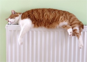 Los gatos buscan el calor de los radiadores | Foto: Google Images