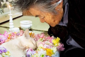 El gato Fukumaru fallece con 11 años