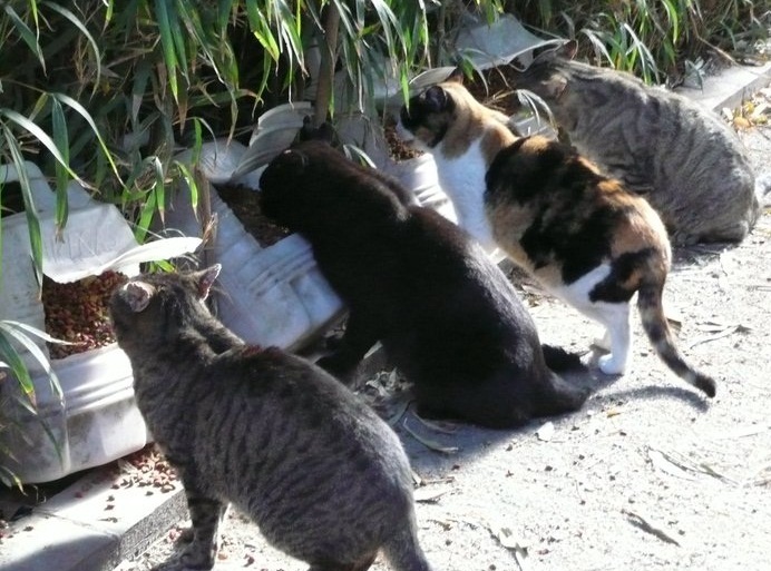 El pienso de los gatos es de buena calidad, para evitar enfermedades | Foto: Gatos del Jardín Botánico