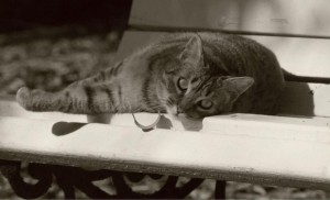 La colonia de gatos del Jardín Botánico de Valencia acoge a muchos gatos sin hogar | Foto: Gatos del Jardín Botánico