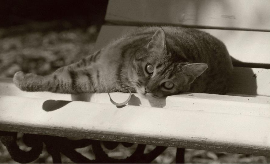 tornillo Grabar Coincidencia Gatos del Jardín Botánico, 18 años cuidando de gatos sin hogar | Cosas de  Gatos