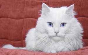 No todos los gatos blancos con ojos azules son sordos