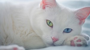 Los gatos con ojos dispares pueden sufrir sordera por el lado del ojo azul
