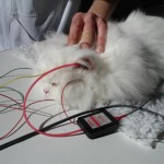 El test BAER se utiliza para determinar si un gato es sordo