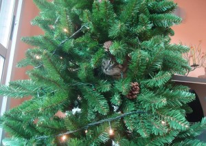 Gato y árbol de navidad