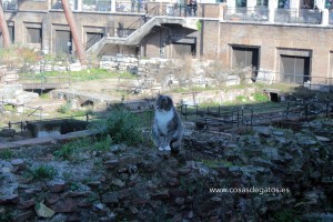 Uno de los gatos del refugio, paseando por las ruinas