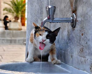 Por qué mi gato bebe agua del grifo | Foto: khrmnens.deviantart.com