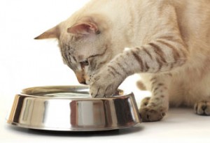 Por qué los gatos meten la pata en el bebedero de agua| Foto: istockphoto