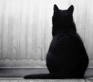 Por qué los gatos se queden mirando fijamente a la nada o a un punto fijo | Foto: odpium.deviantart.com