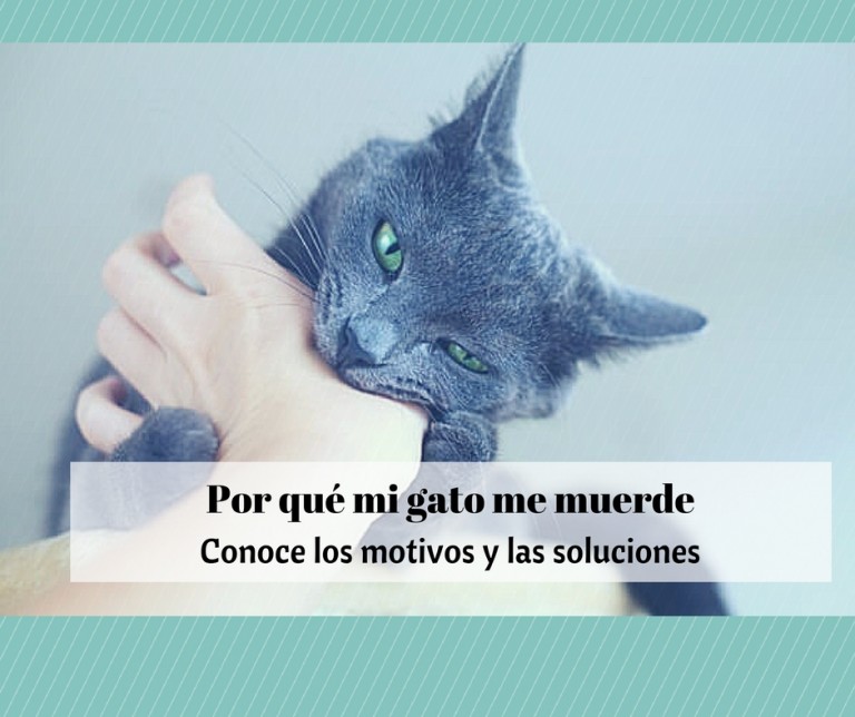 Álbumes 20+ Foto porque mi gato muerde a mi otro gato en el cuello El último
