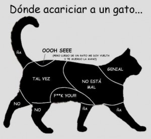 Antes de acariciar a tu gato, observa qué partes del cuerpo le gustan