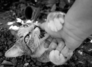 Los gatos pueden morder porque les acostumbramos a ello desde pequeños | Foto: Cat&White cat-n-white.deviantart.com/