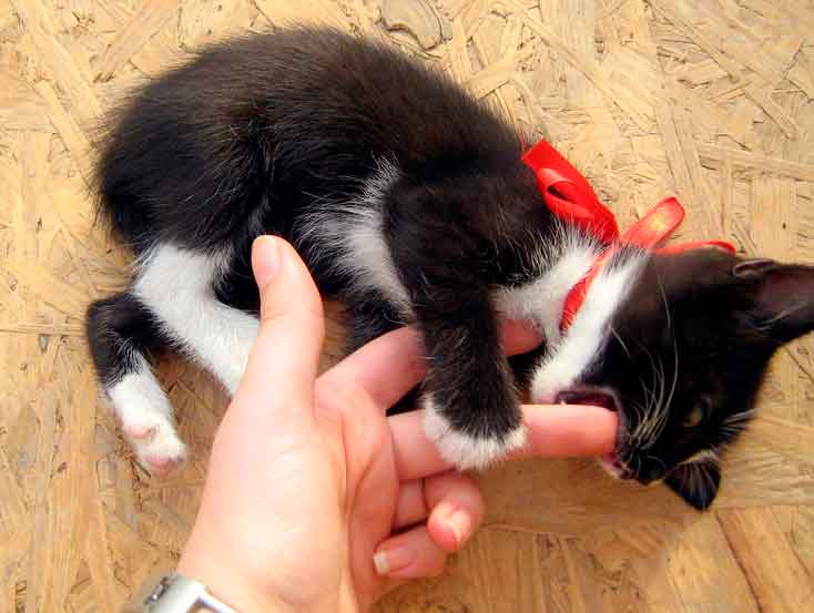 Por nombre Casco De acuerdo con Por qué mi gato me muerde? | Cosas de Gatos