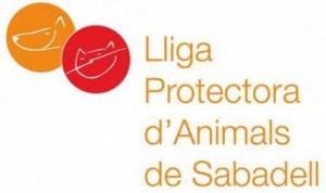 Adoptar gatos barcelona: protectora Sabadell
