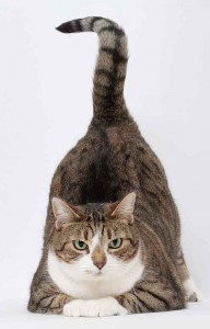 Algunos gatos levantan la cola cuando los acariciamos |Foto: hoschie.deviantart.com
