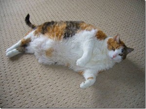 Los gatos con obesidad tienen tendencia a tener diabetes | Foto: www.cosasdivertidas.com