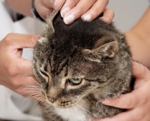 Existen varios tipos de otitis en gatos, lo importante es poner remedio lo antes posible