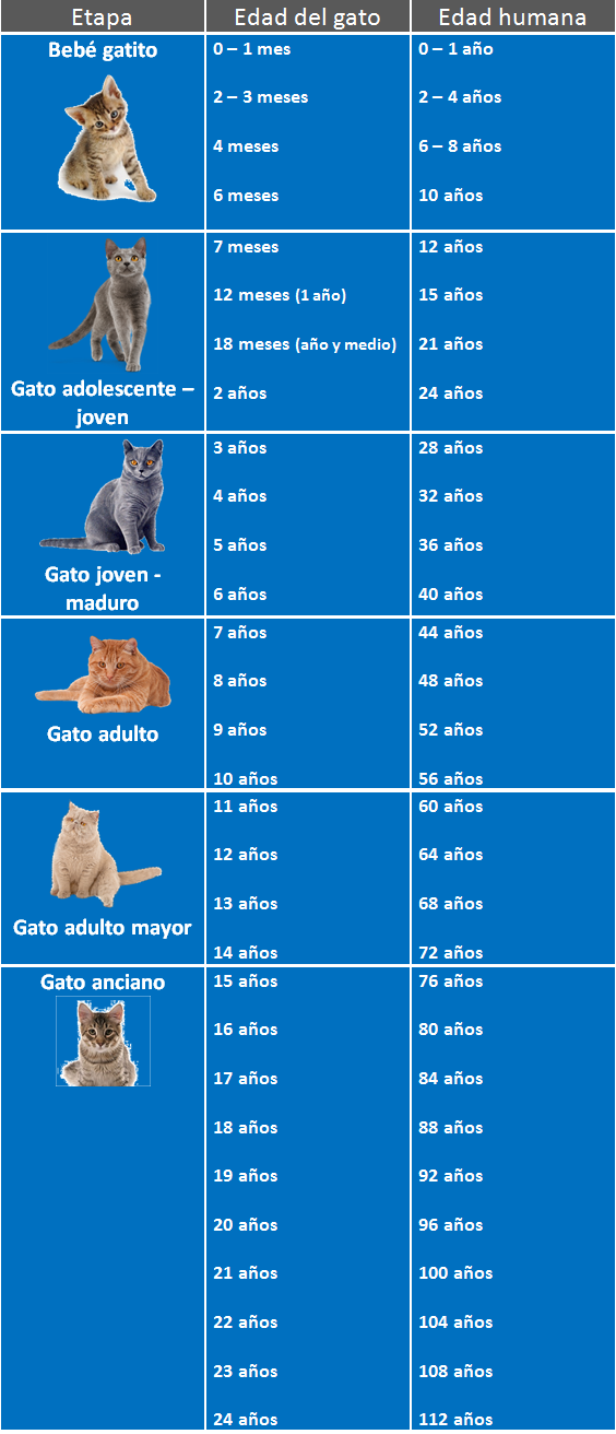 Cuántos años tiene gato? | Cosas de Gatos