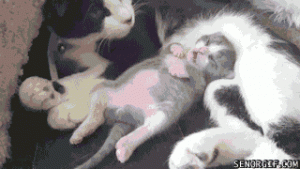 Gatito durmiendo con su mamá