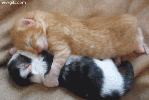 Gatitos durmiendo con pereza