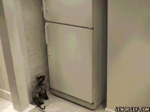 GIF de gatos: abriendo el congelador