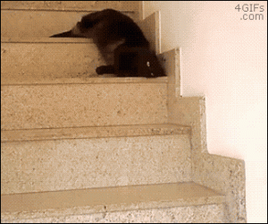 Gato bajando las escaleras con mucha pereza
