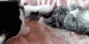 Pelea entre gatos que dormían juntos