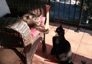Gatos se pelean por dormir al sol