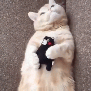 Gato duerme con un peluche