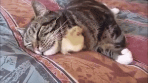 Gato durmiendo con un pollito