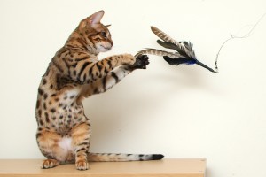 Gato jugando con una varita | Foto: zastavki.com